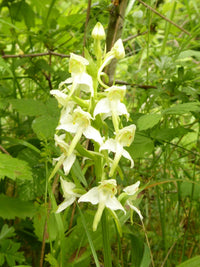 Green Butterfly Orchid Flower seeds for Planting - Sun Loving, Heirloom & GMO Free Seeds for Home Garden