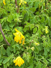 Corydalis Lutea Flower seeds for Planting Fragrant Blossoms Heirloom & GMO Free Seeds for Home Garden