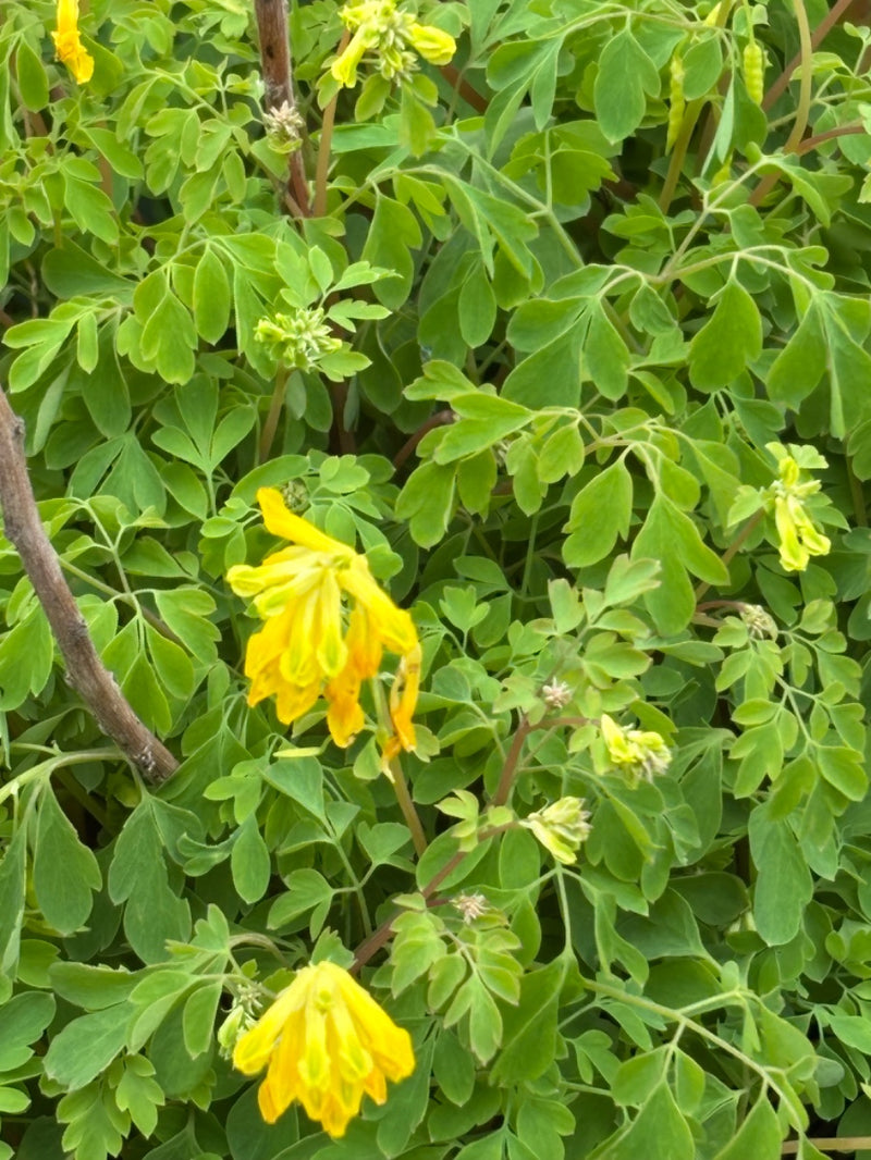 Corydalis Lutea Flower seeds for Planting Fragrant Blossoms Heirloom & GMO Free Seeds for Home Garden