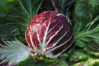 Burgundy Radicchio Planting Seeds - Grow Your Own