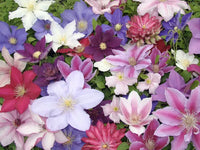 Mixed Clematis Flower Seeds for Planting - Enhance Your Garden's Vertical Beauty