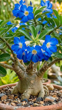 Blue Adenium Obesum Seeds Fragrant Blossoms Heirloom & GMO Free Seeds for Home Garden
 
 Sale