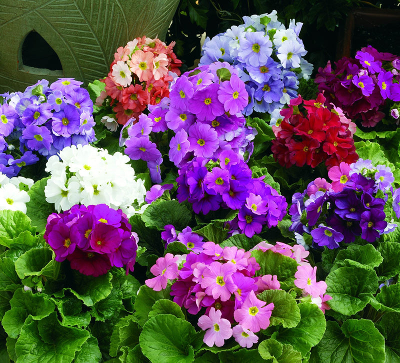 Obconica seeds for planting spring blooming flowers