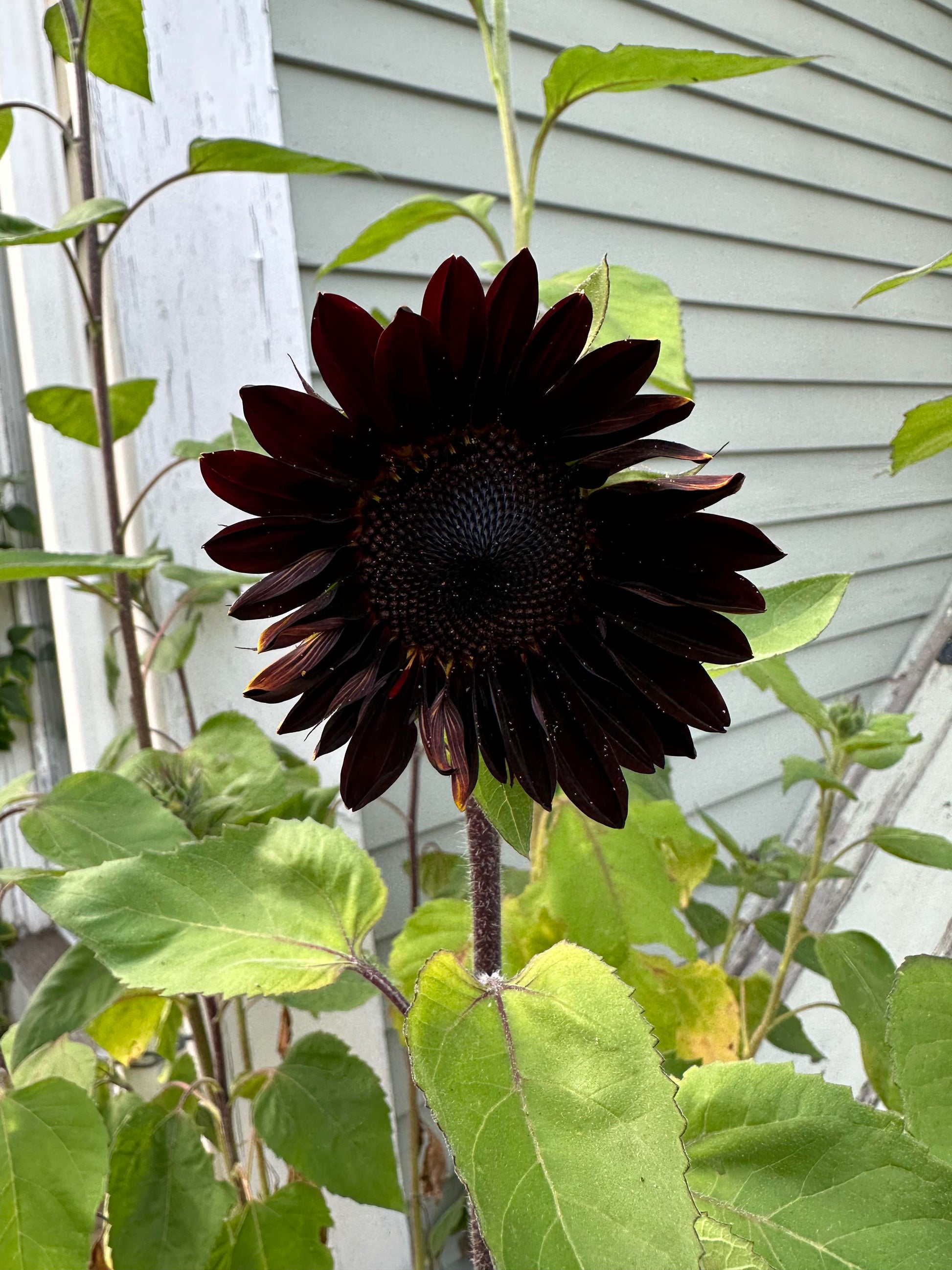 Chocolate Sunflower Seeds - Perfect for Planting
