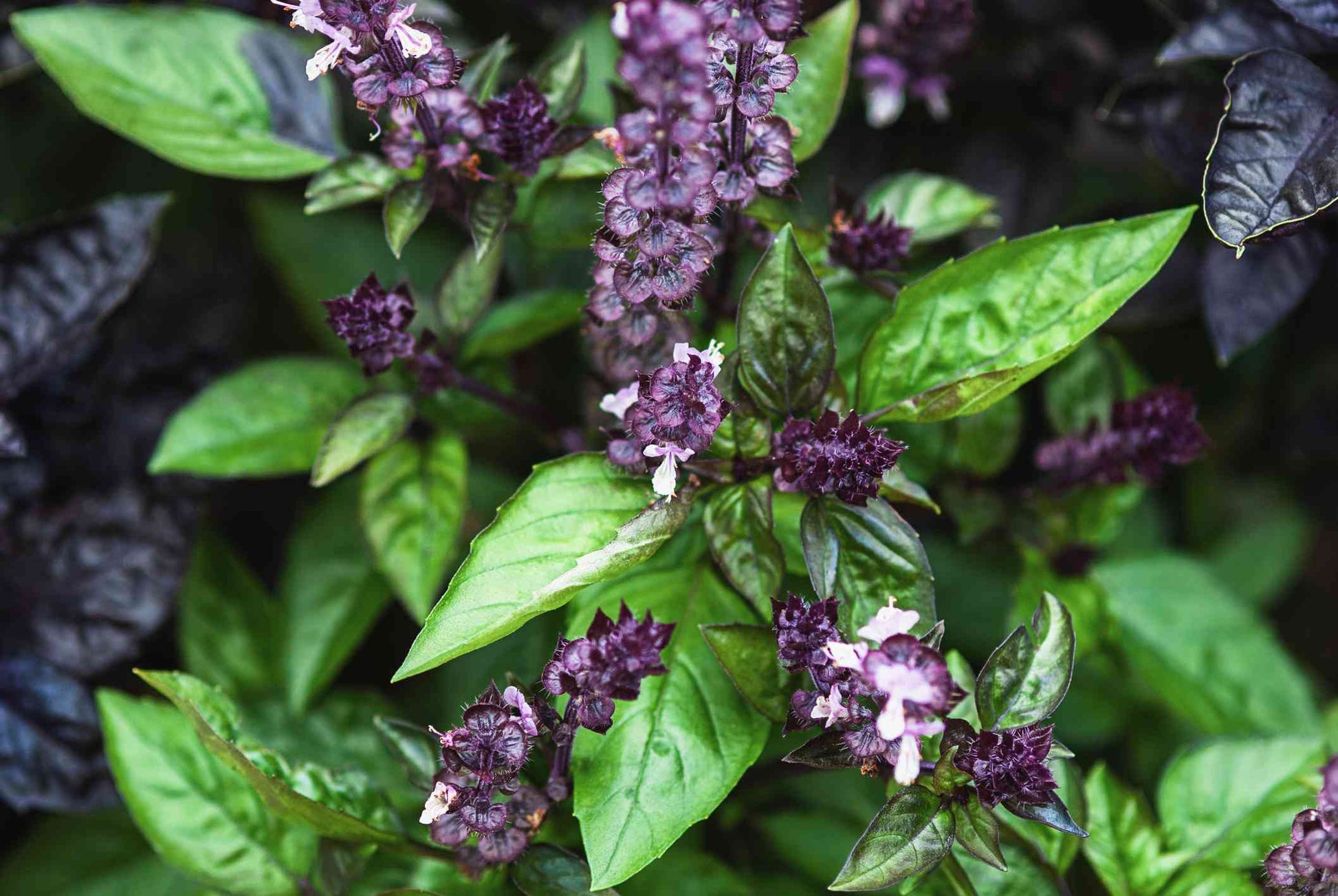 Ocimum basilicum herb growing in full sun