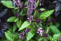 Ocimum basilicum herb growing in full sun