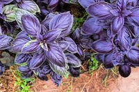 Ocimum Basilicum Seeds Germinating in Soil