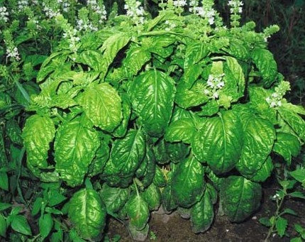 Ocimum basilicum large leaf basil growing in full sun