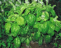 Ocimum basilicum large leaf basil growing in full sun