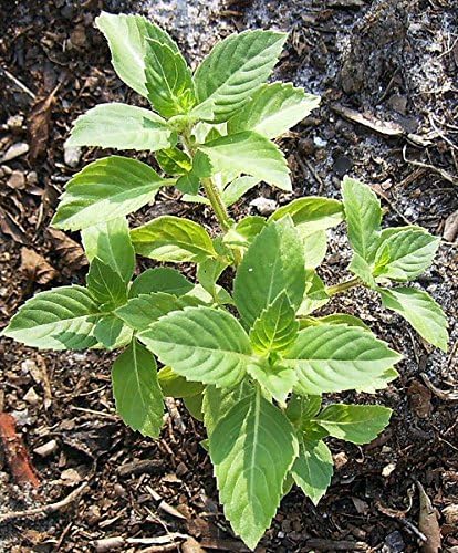 Ocimum sanctum grown from seeds in containers and borders