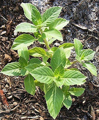 Ocimum sanctum grown from seeds in containers and borders