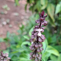 Ocimum Flower seeds for Planting, Fragrant Blossoms Heirloom & GMO Free Seeds for Home Garden