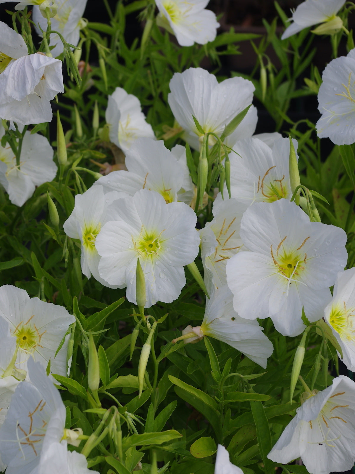 White Oenothera Flower seeds for Planting - Shade Tolerant, Heirloom & GMO Free Seeds for Home Garden