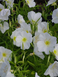 White Oenothera Flower seeds for Planting - Shade Tolerant, Heirloom & GMO Free Seeds for Home Garden
