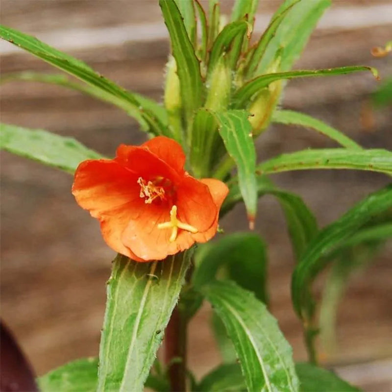 Orange Evening Primrose Flower seeds for Planting - Colorful Display, Heirloom & GMO Free Seeds for Home Garden
 
 Sale for planting in home garden