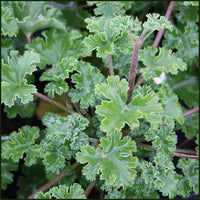 Army Green Univalve Geranium Flower seeds for Planting Garden Favorite Heirloom & GMO Free Seeds for Home Garden