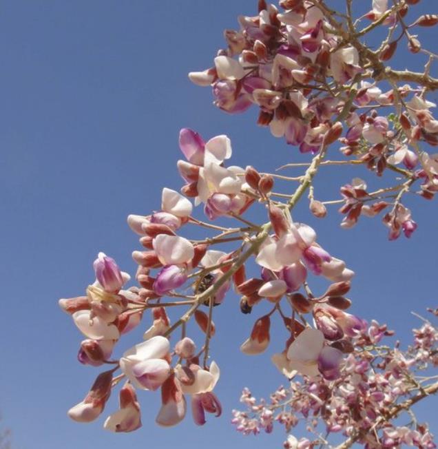 Desert Ironwood Tree Seeds – Heirloom Non-GMO Seeds for Home Garden Planting