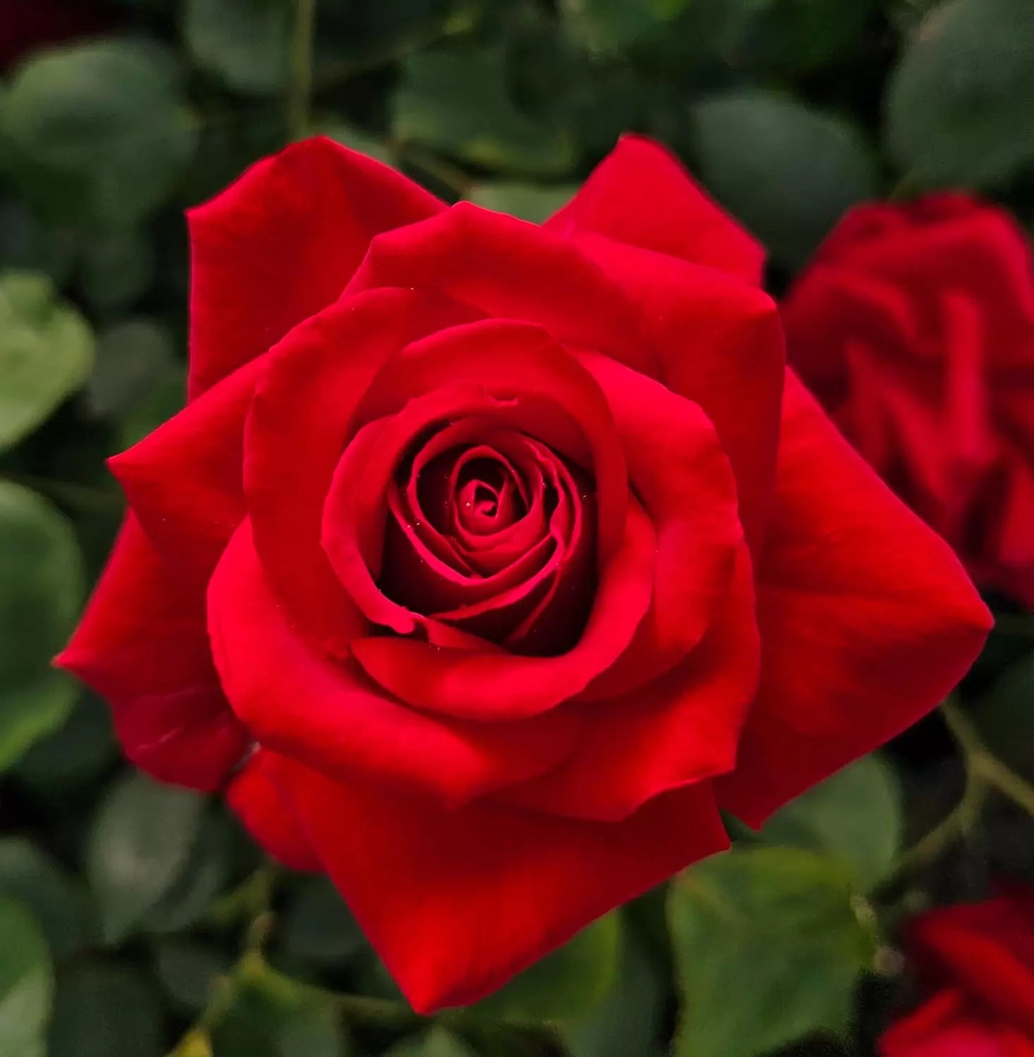 Hybrid Rose Flower seeds for Planting, Sun Loving Heirloom & GMO Free Seeds for Home Garden