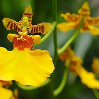 Oncidium Flower seeds for Planting Vibrant Colors Heirloom & GMO Free Seeds for Home Garden