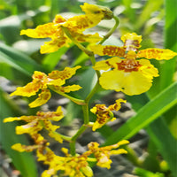 Oncidium Orchid Flower Seeds - Expert Planting Tips for Vibrant Blooms