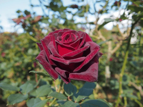 Red Baccara Rose Seeds for Planting - Velvet Red Blooms, Premium Quality Garden Seeds