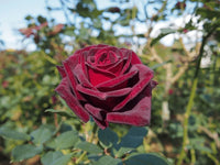 Red Baccara Rose Seeds for Planting - Velvet Red Blooms, Premium Quality Garden Seeds