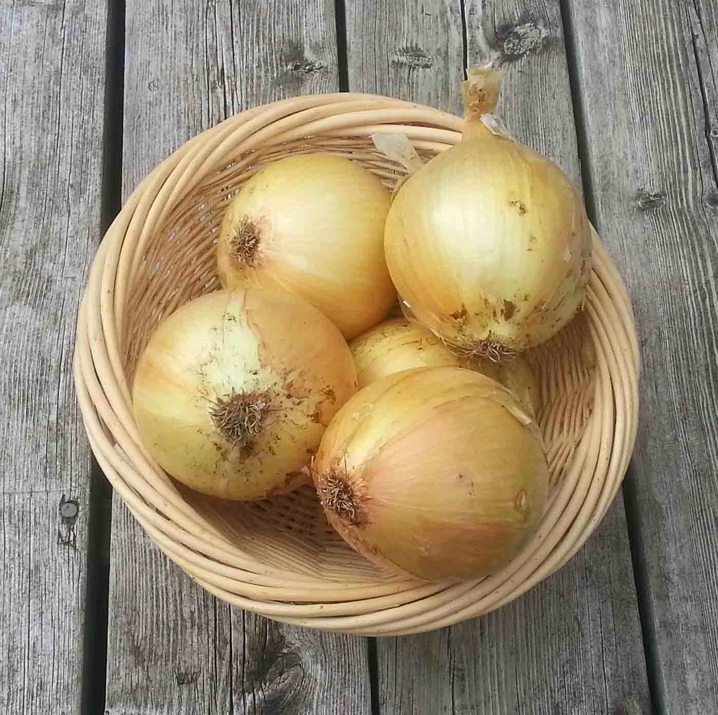 Allium cepa onion seeds for home gardens