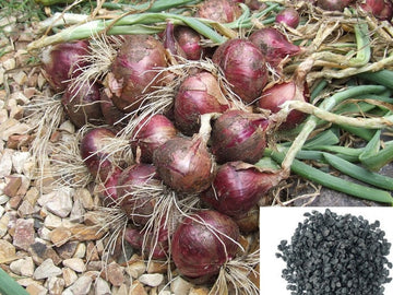 Onion seeds for planting non GMO high yield variety