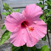 Pink Hibiscus Flower seeds for Planting Compact Growth Heirloom & GMO Free Seeds for Home Garden