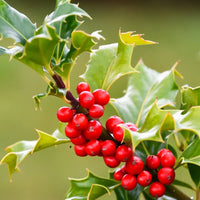Opaca tree seeds for ornamental landscape planting