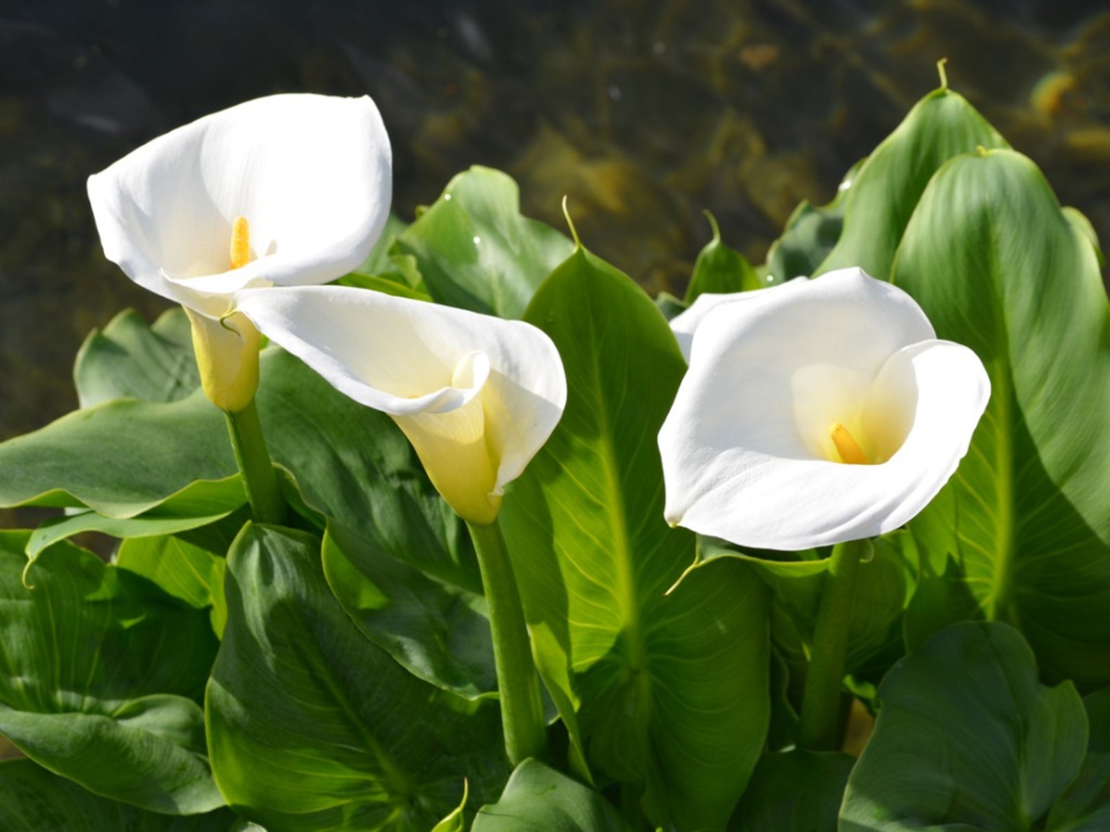 Calla Flower seeds for Planting Drought Tolerant Heirloom & GMO Free Seeds for Home Garden 
 
 Sale