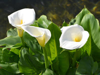 Calla Flower seeds for Planting Drought Tolerant Heirloom & GMO Free Seeds for Home Garden 
 
 Sale