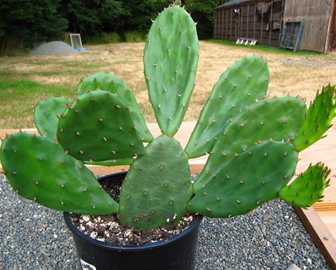 Opuntia cactus seed germination showing sprouting pads