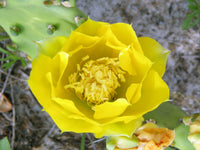Prickly Flower seeds for Planting Sun Loving Heirloom & GMO Free Seeds for Home Garden 
 
 Sale
