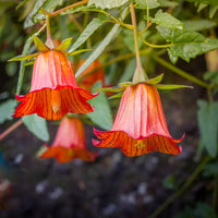 Canarina Flower seeds for Planting - Wildflower Mix, Heirloom & GMO Free Seeds for Home Garden