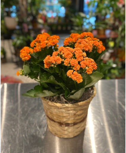 Orange Kalanchoe Seeds  Grow Bright Succulent Blooms for Your Garden