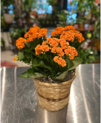 Orange Kalanchoe Seeds  Grow Bright Succulent Blooms for Your Garden
