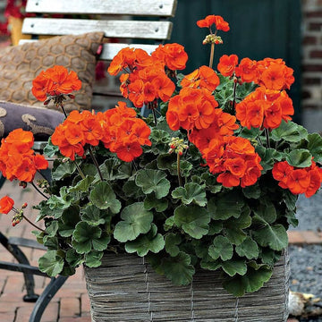 Orange Geranium Flower Seeds