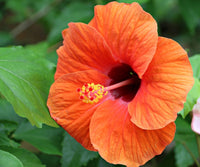 Orange Hibiscus Flower Seeds – Vibrant Blooms Heirloom & NonGMO Seeds for Home Garden
 
 Sale