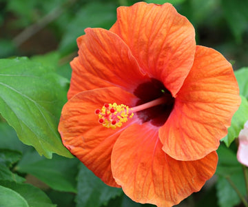 Orange Hibiscus Flower Seeds – Vibrant Blooms Heirloom & NonGMO Seeds for Home Garden
 
 Sale