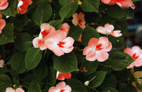 Impatiens Carousel Flower seeds for Planting Shade Tolerant Heirloom & GMO Free Seeds for Home Garden