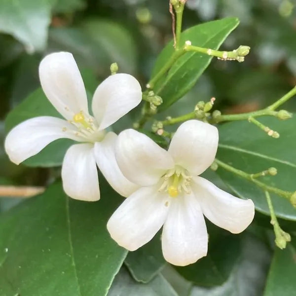 Murraya Paniculata Flower seeds for Planting, Hardy Variety Heirloom & GMO Free Seeds for Home Garden