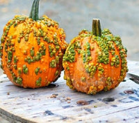Orange Knucklehead Pumpkin fruits developing on plants