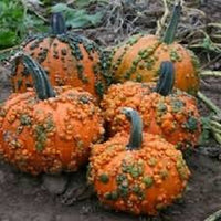 Orange Knucklehead Pumpkin plants growing in garden