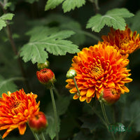 Light Orange Chrysanthemum Flower seeds for Planting - Easy to Grow, Heirloom & GMO Free Seeds for Home Garden