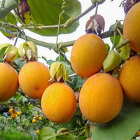 Orange passion fruit seeds for planting Passiflora edulis tropical vines