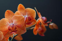 Orange White Orchid Flower Seeds – Garden Favorite Heirloom & NonGMO Seeds for Home Garden
 
 Sale