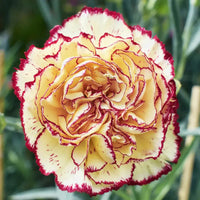 Yellow Purple Carnation Flower Seeds for Planting  Ideal for Garden Beautification and Vibrant Floral Displays