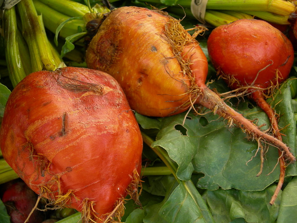 Planting guide for orange radish seeds