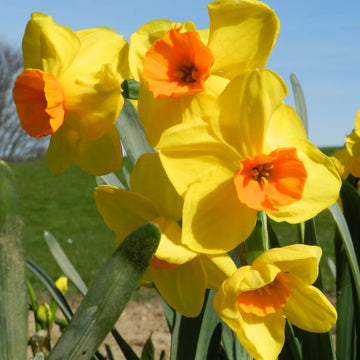 Orange Red Daffodil Seeds for planting